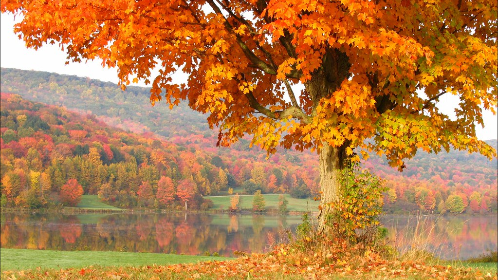 Good Fall Leaves